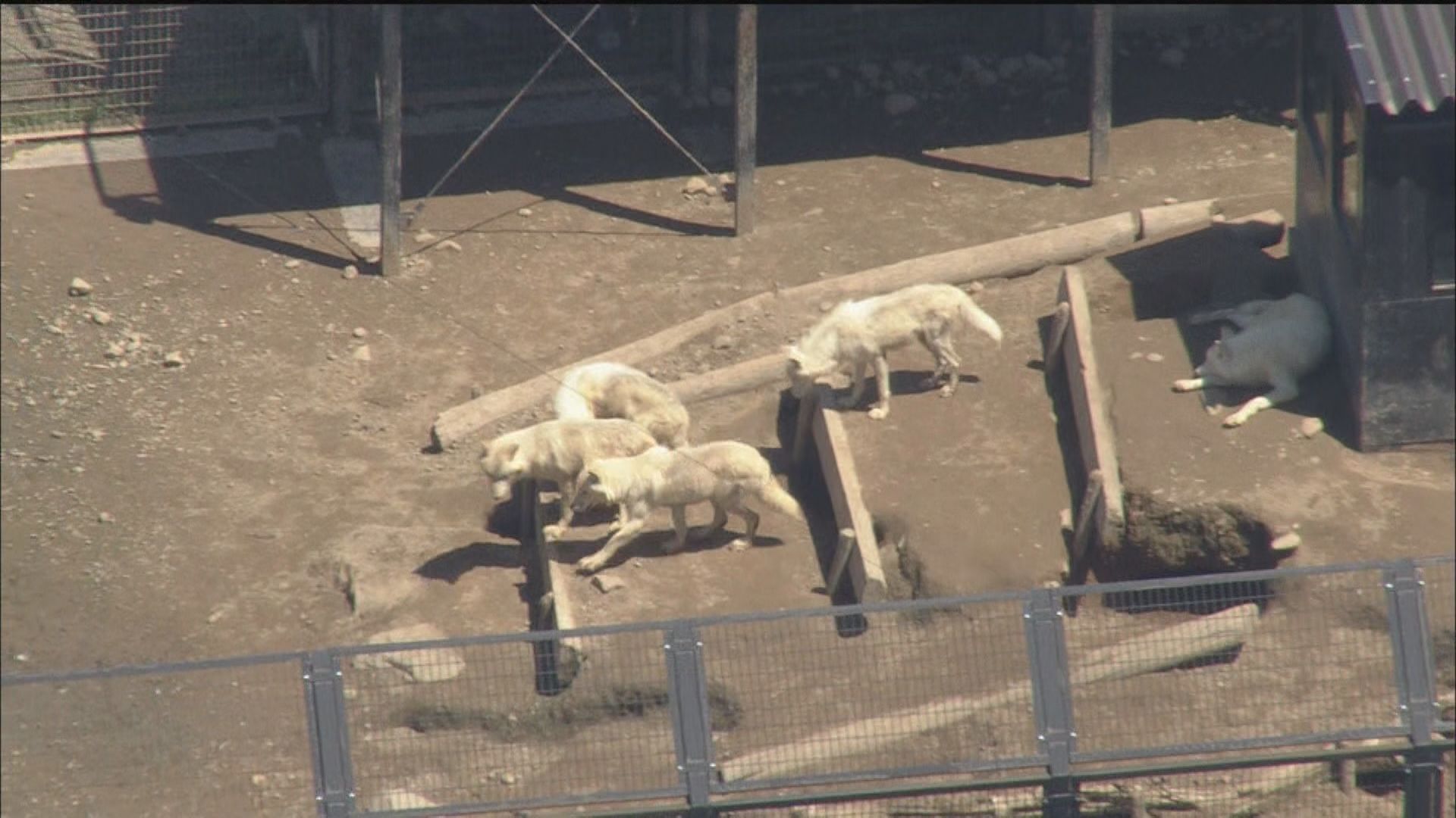 群れで生活するオオカミ(7月23日)