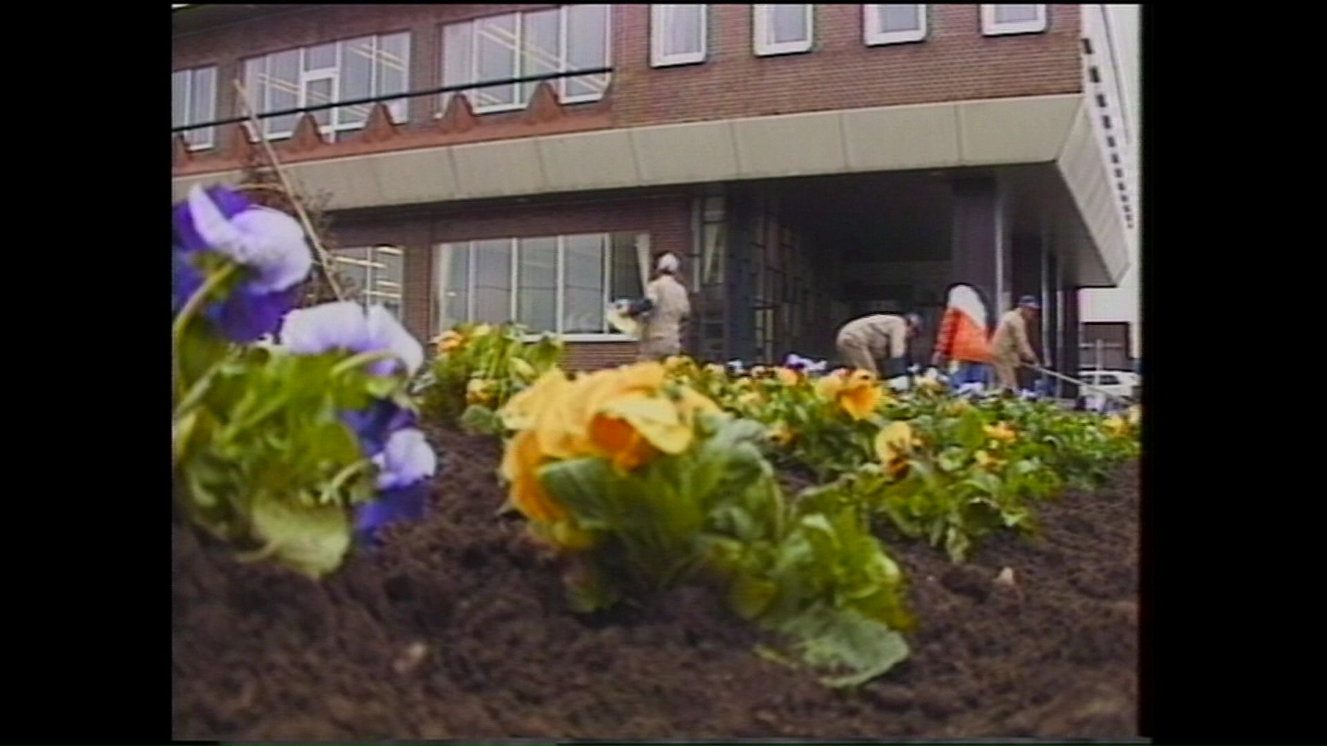 旧庁舎での花壇の植え替え作業の様子（1984年）