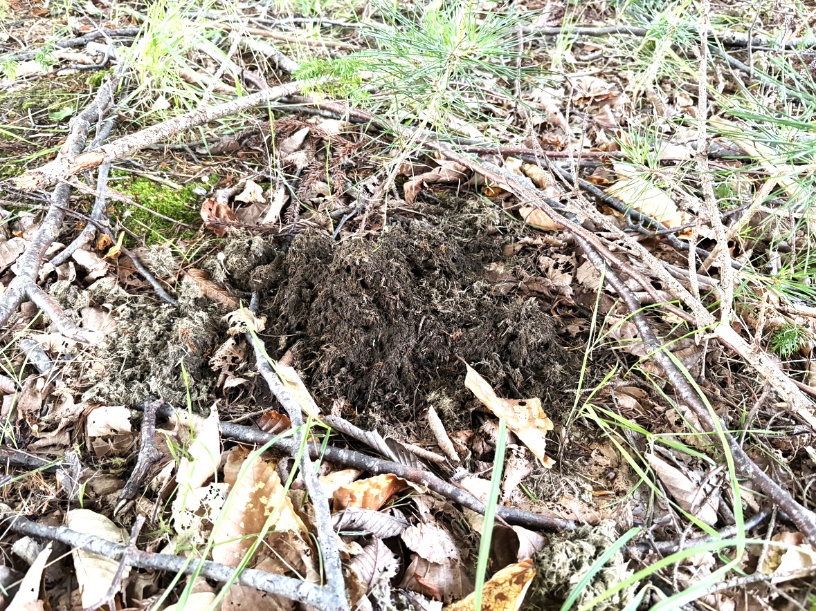 小学校のグラウンドでみつかったクマのフン