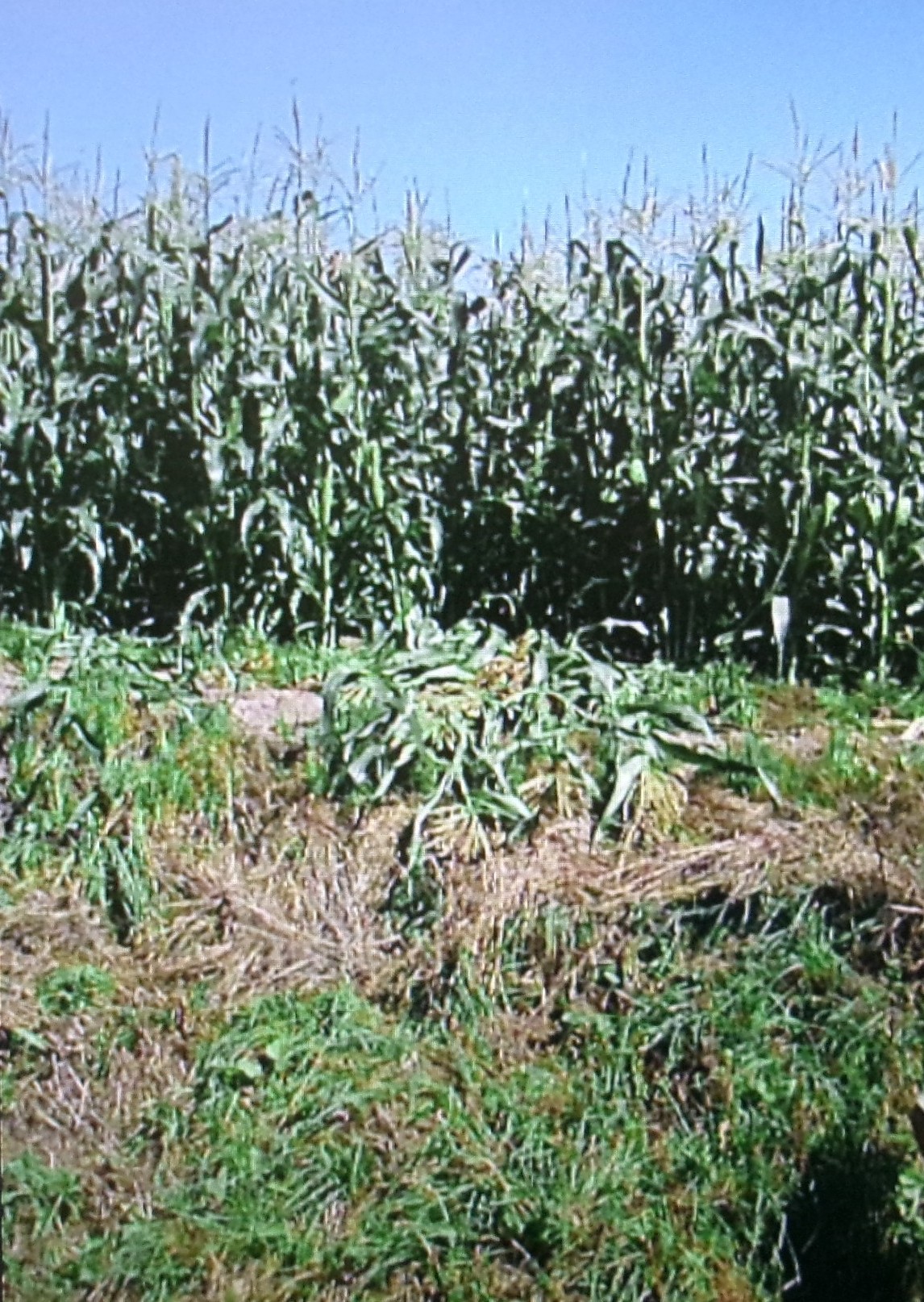 クマによる食害(提供:北海道警察)