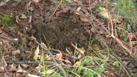 発見されたクマのふん