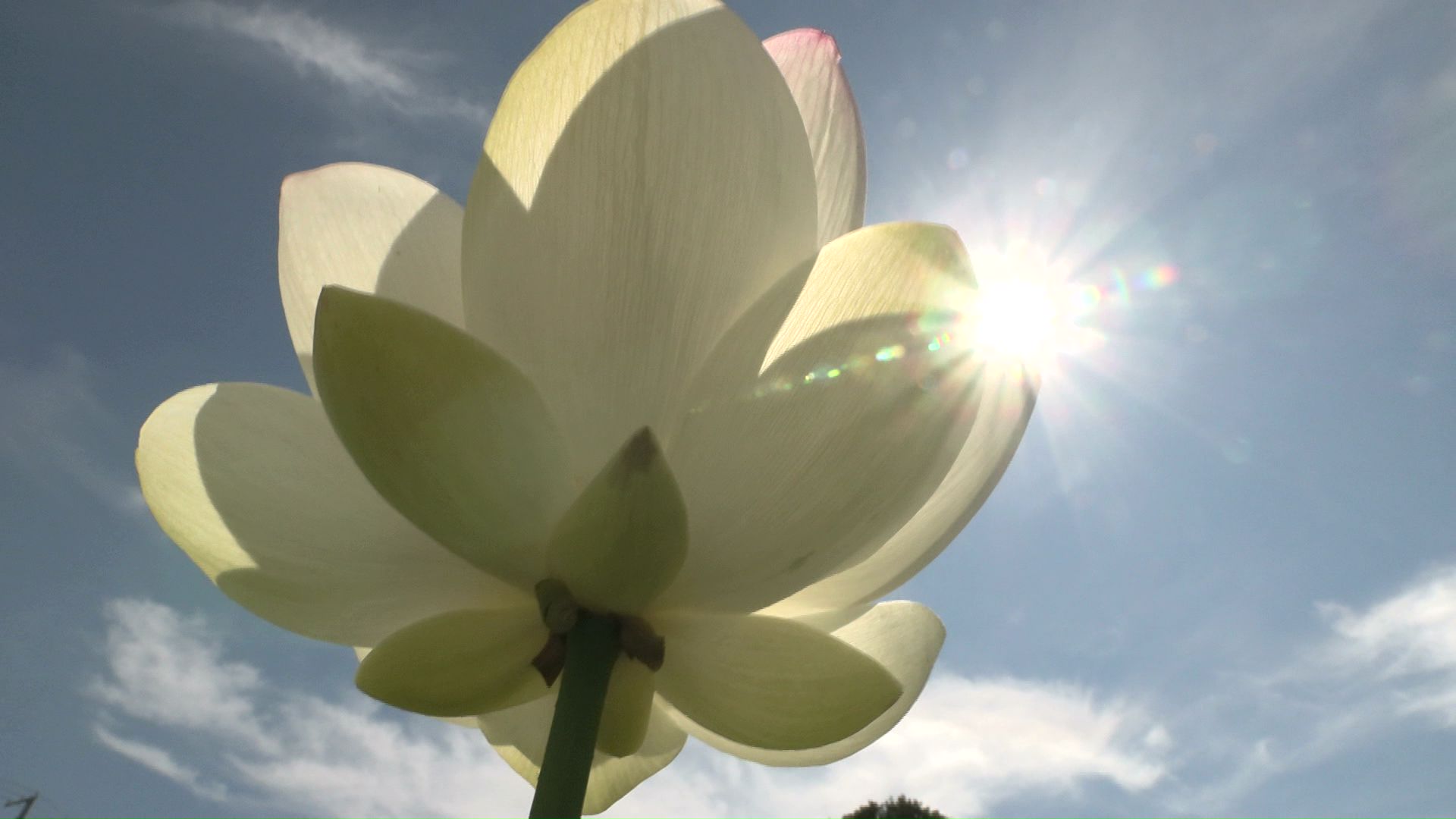 8月7日(金) 北海道 ＃お昼のニュース