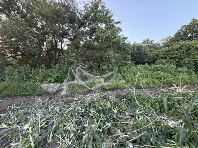 被害に遭った畑(提供:函館市)