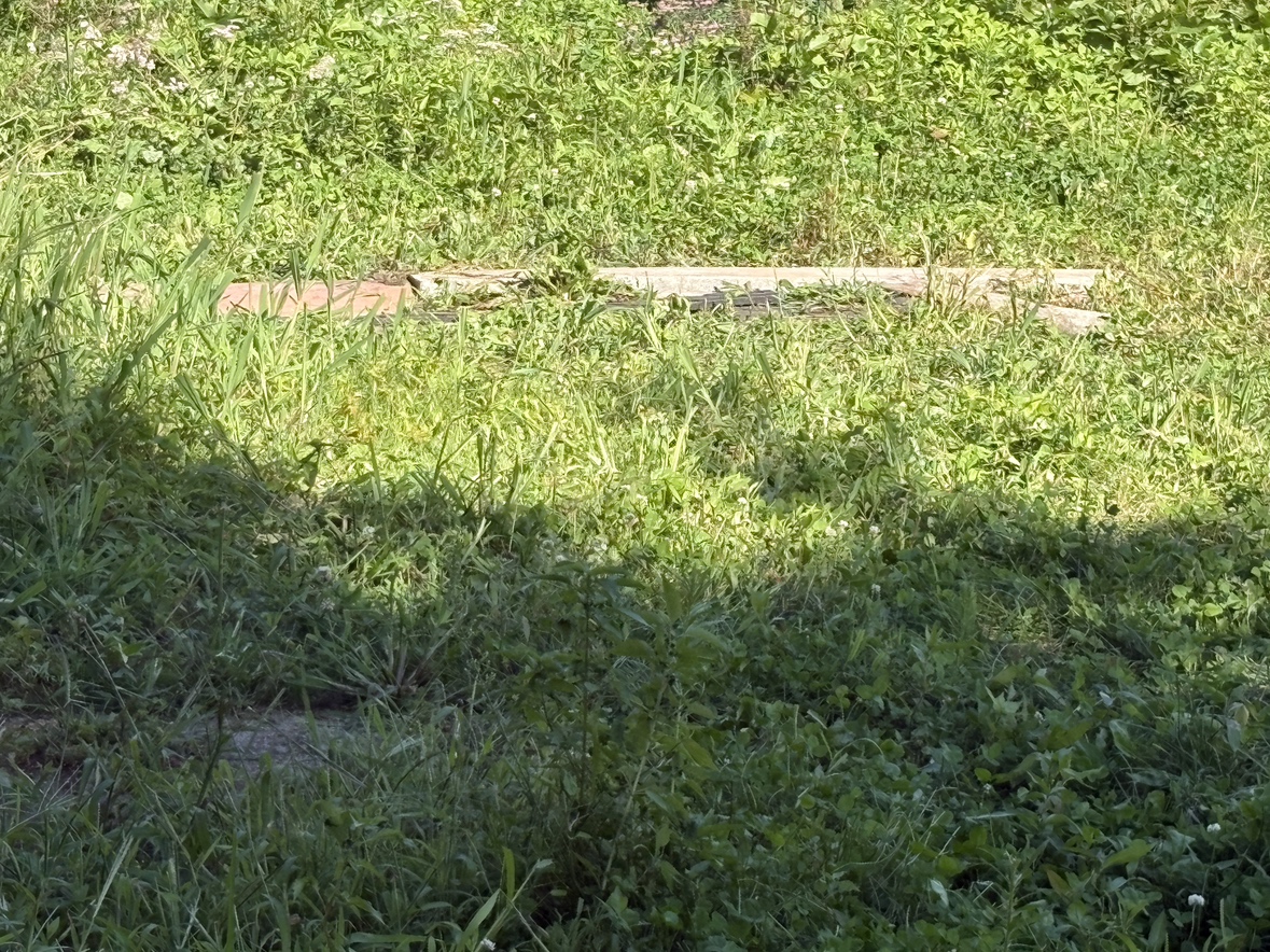 ヤギが襲われた場所