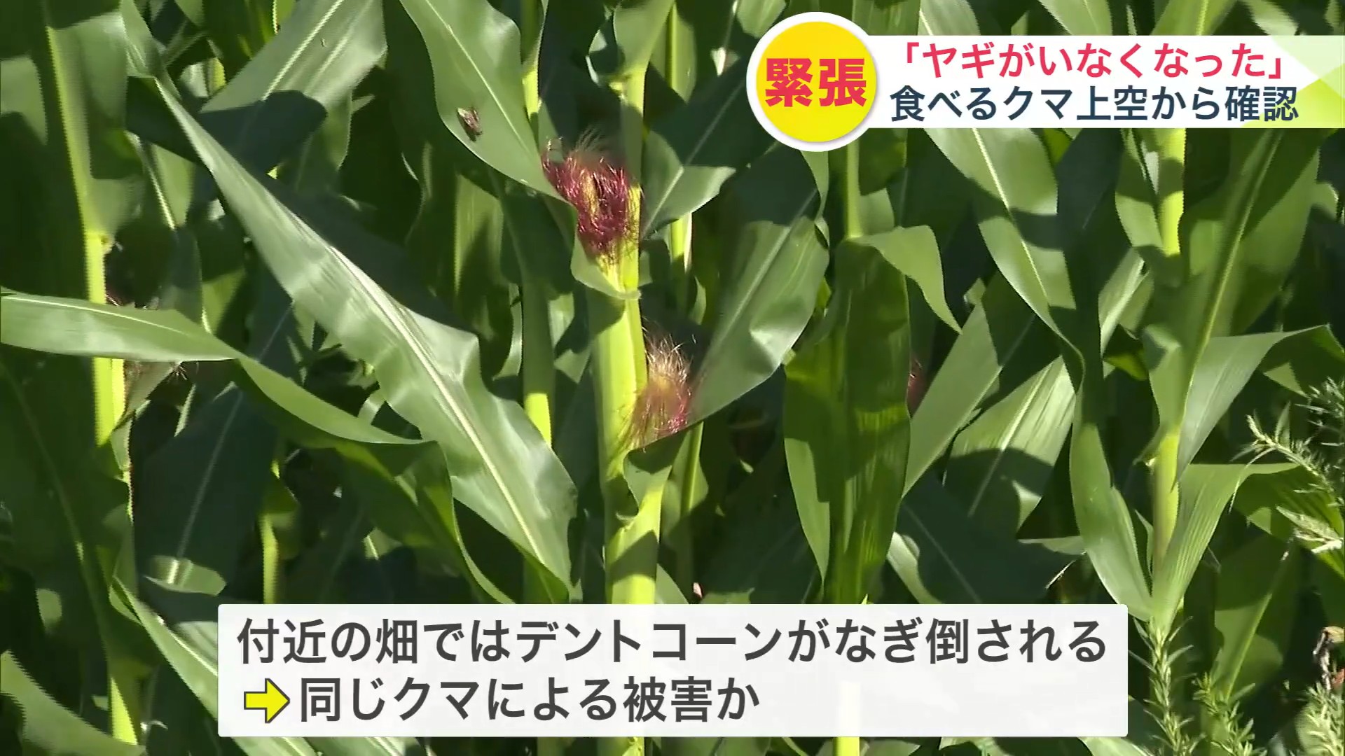 近くの畑ではデントコーンの食害も