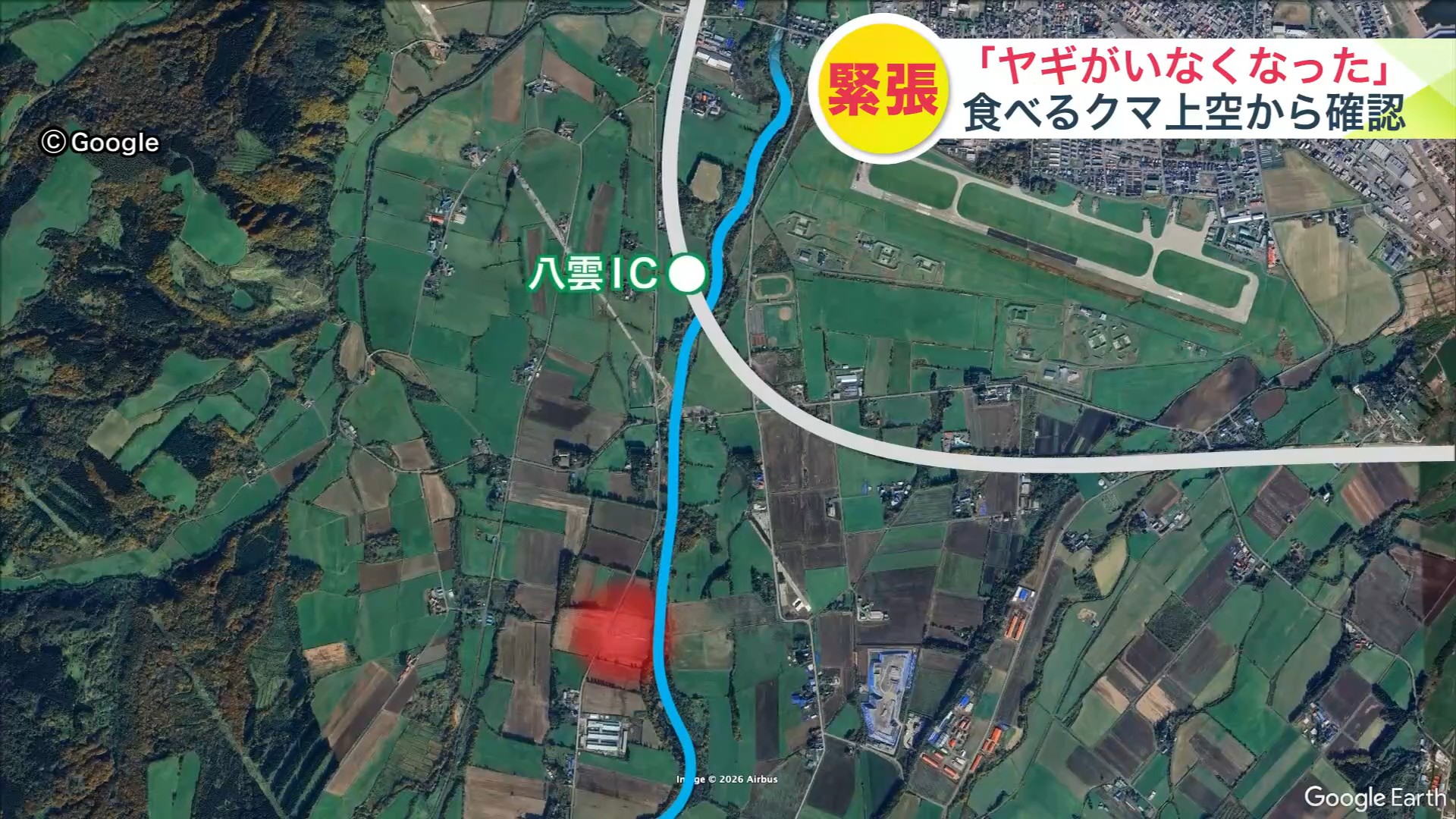 八雲町でクマがヤギを捕食