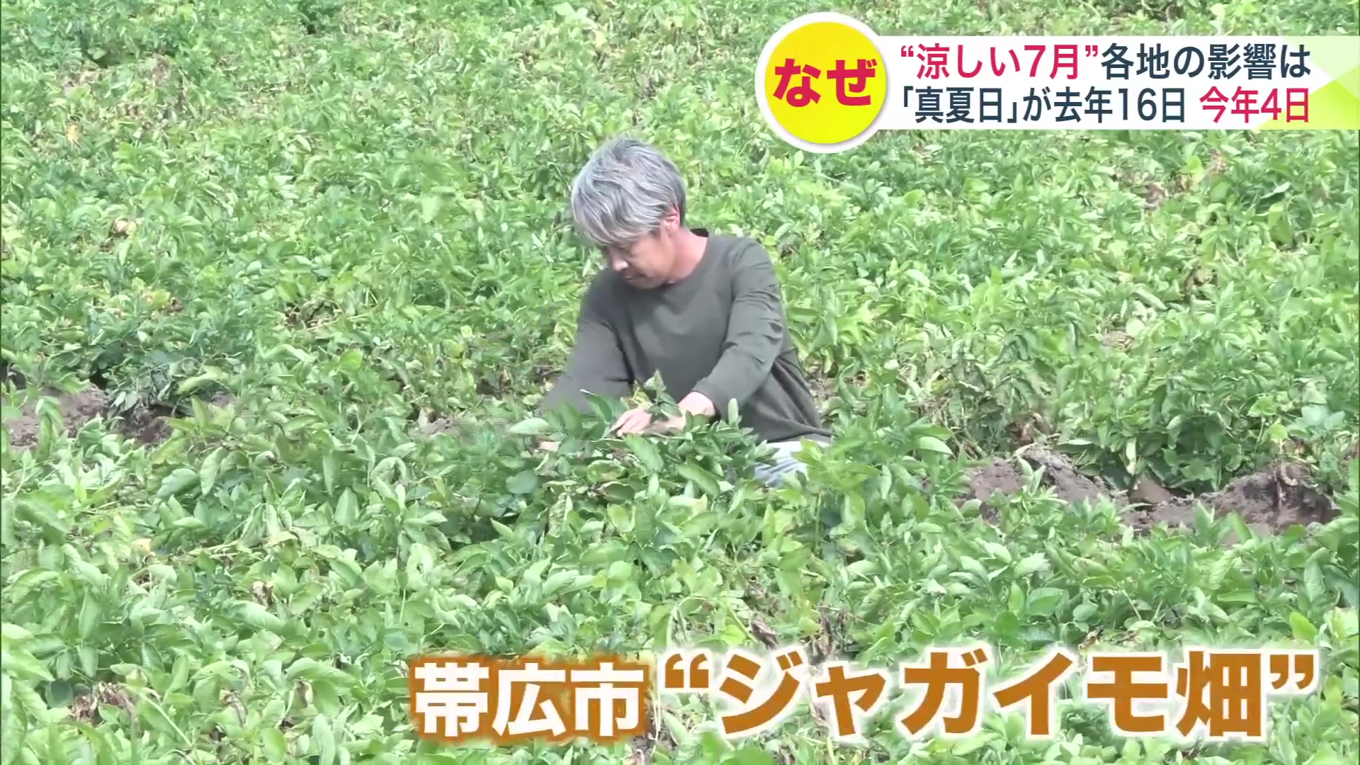 思いがけない涼しさを喜ぶ帯広市のジャガイモ畑