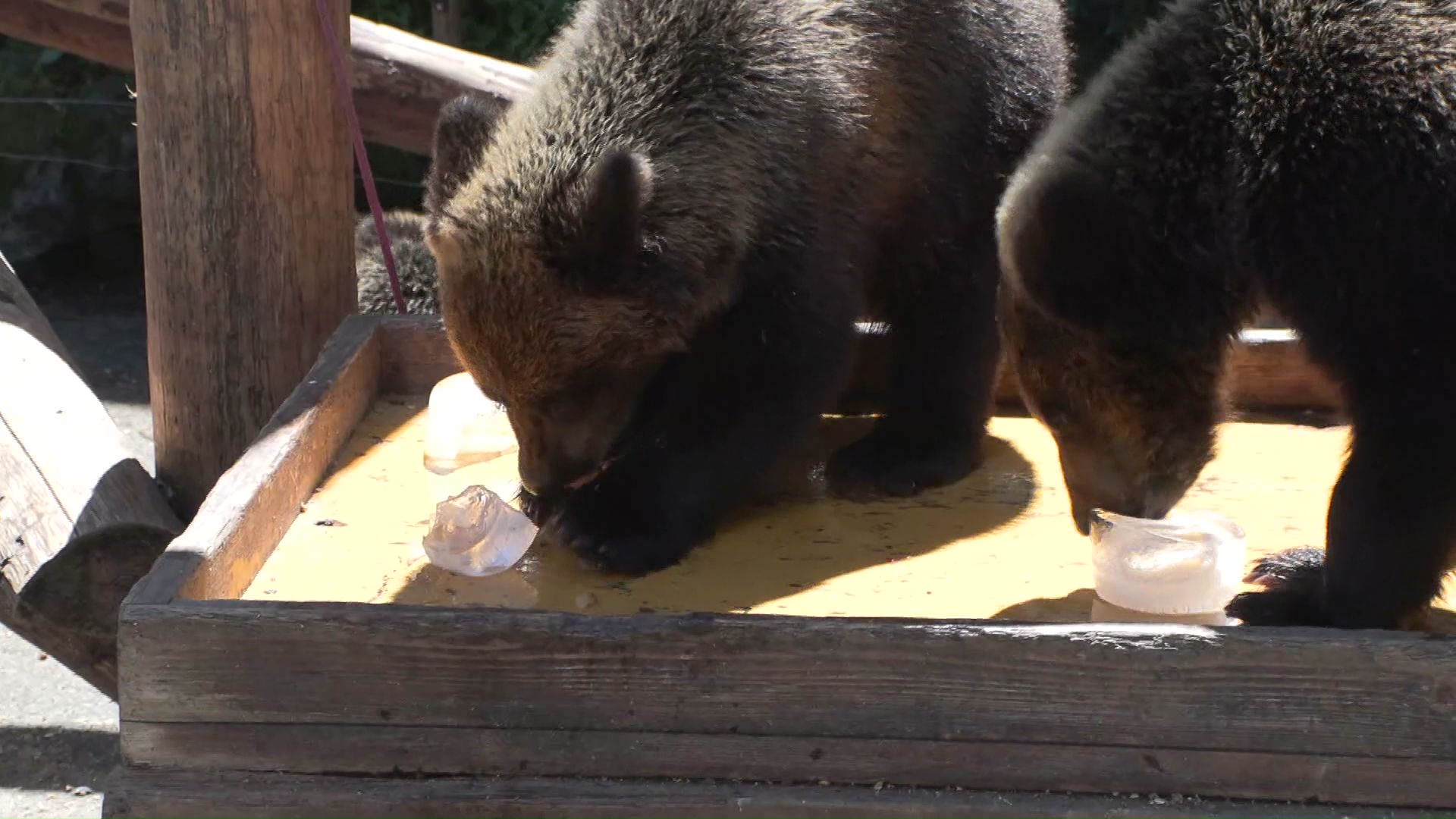氷の中に入ったリンゴを取り出すクマたち
