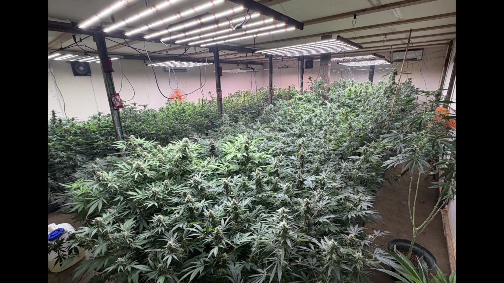 栽培されている大麻草(提供:道警)