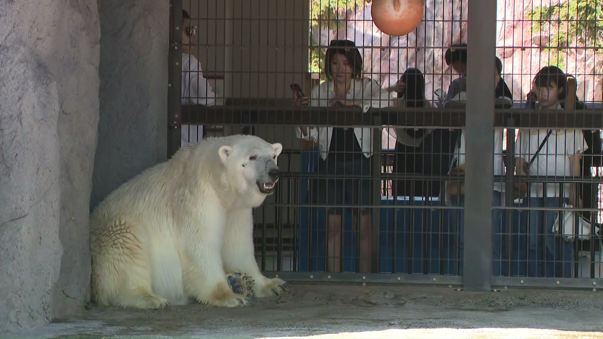 旭山動物園の動物たちも暑さにうんざり?