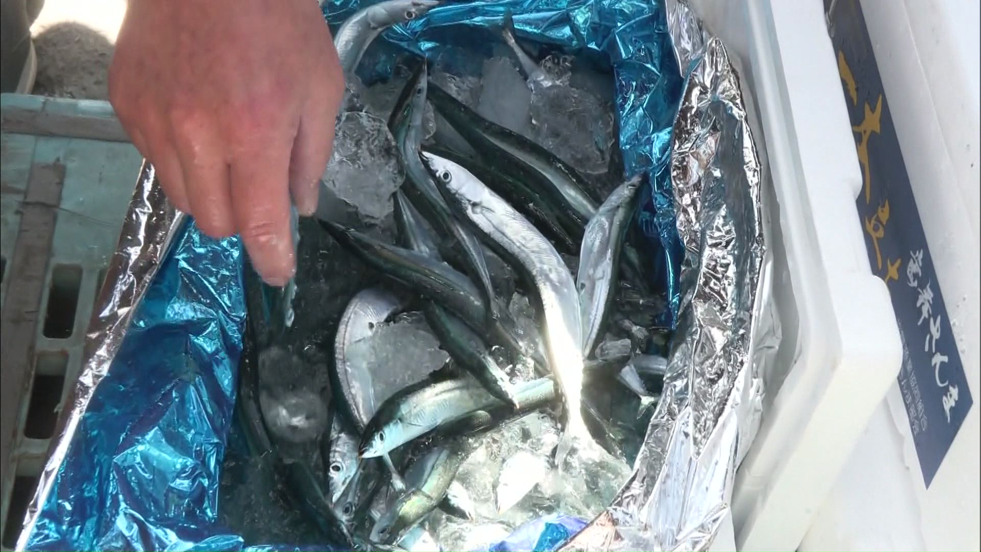 スタートは“少量かつ小ぶりな魚体”