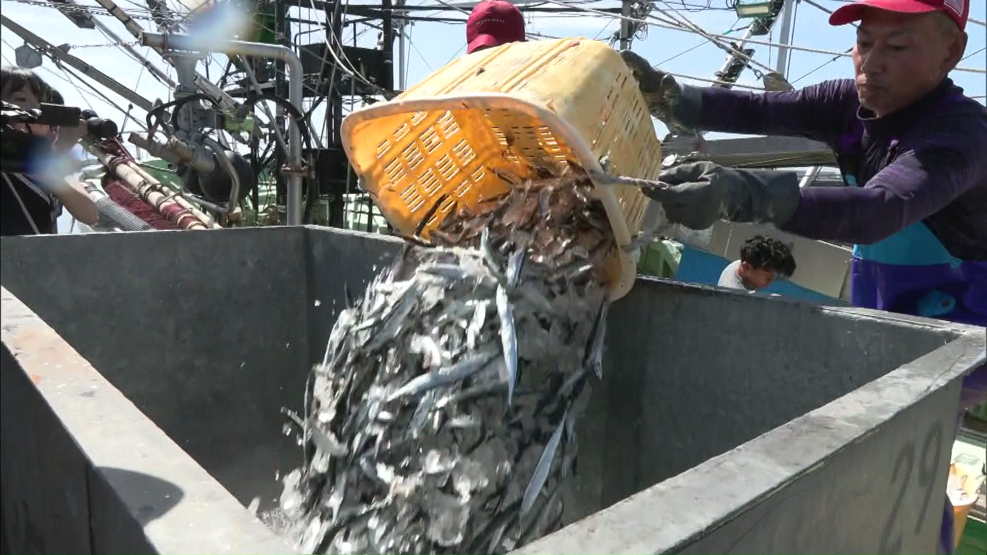 サンマ漁船2隻が花咲港に初水揚げ