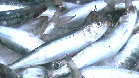資源量が減るとイワシの