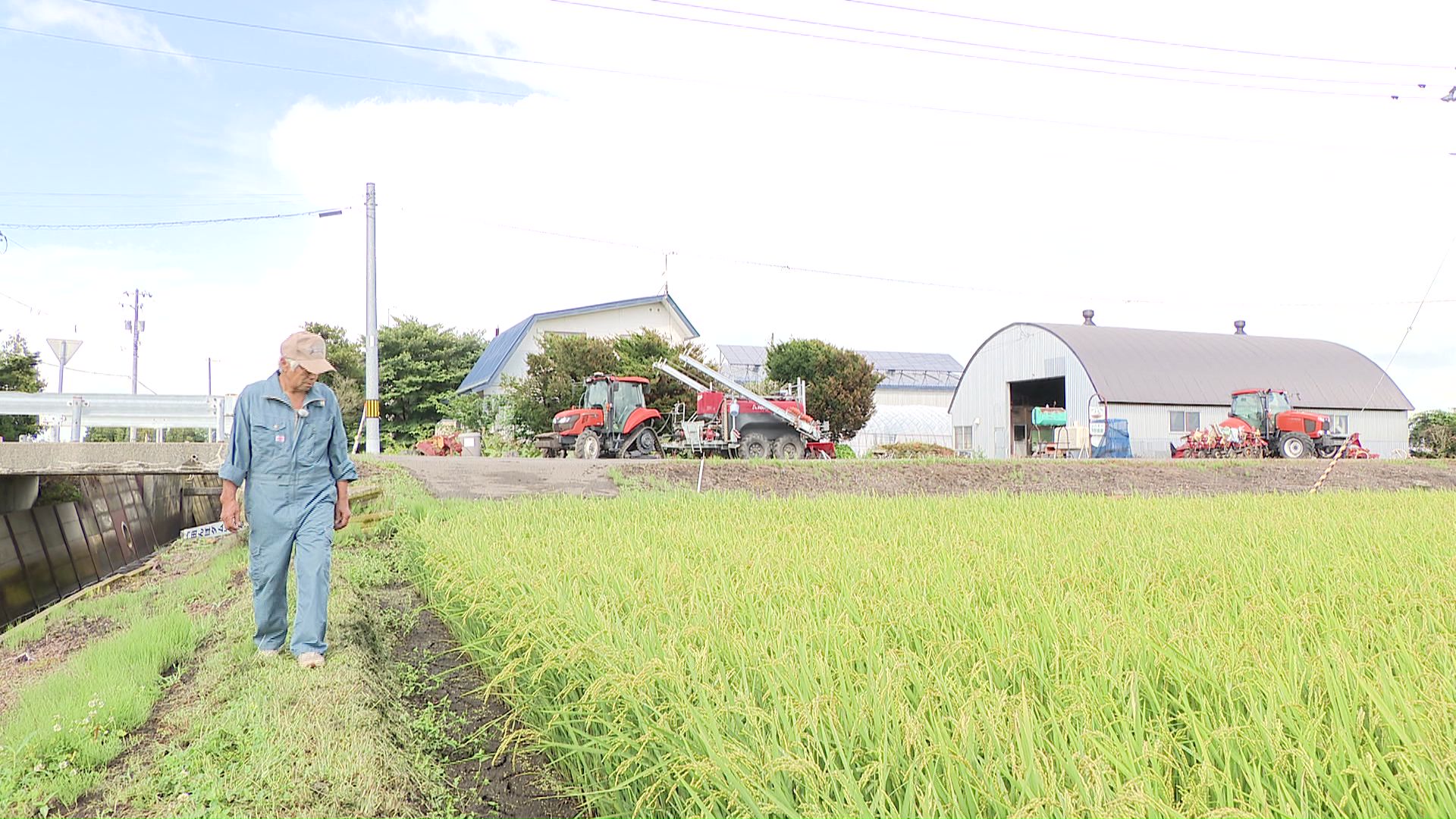 平野さんは、ゆめぴりか4ヘクタール、ななつぼし1.7ヘクタールを生産している