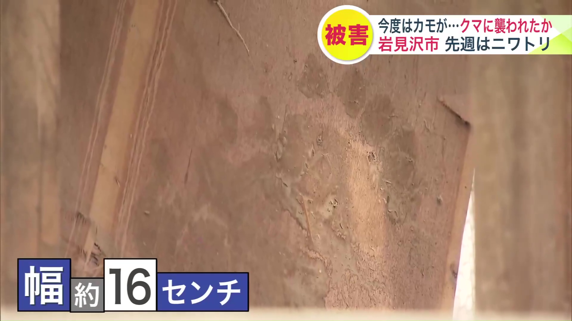 ベニヤの壁に大きなクマの足跡