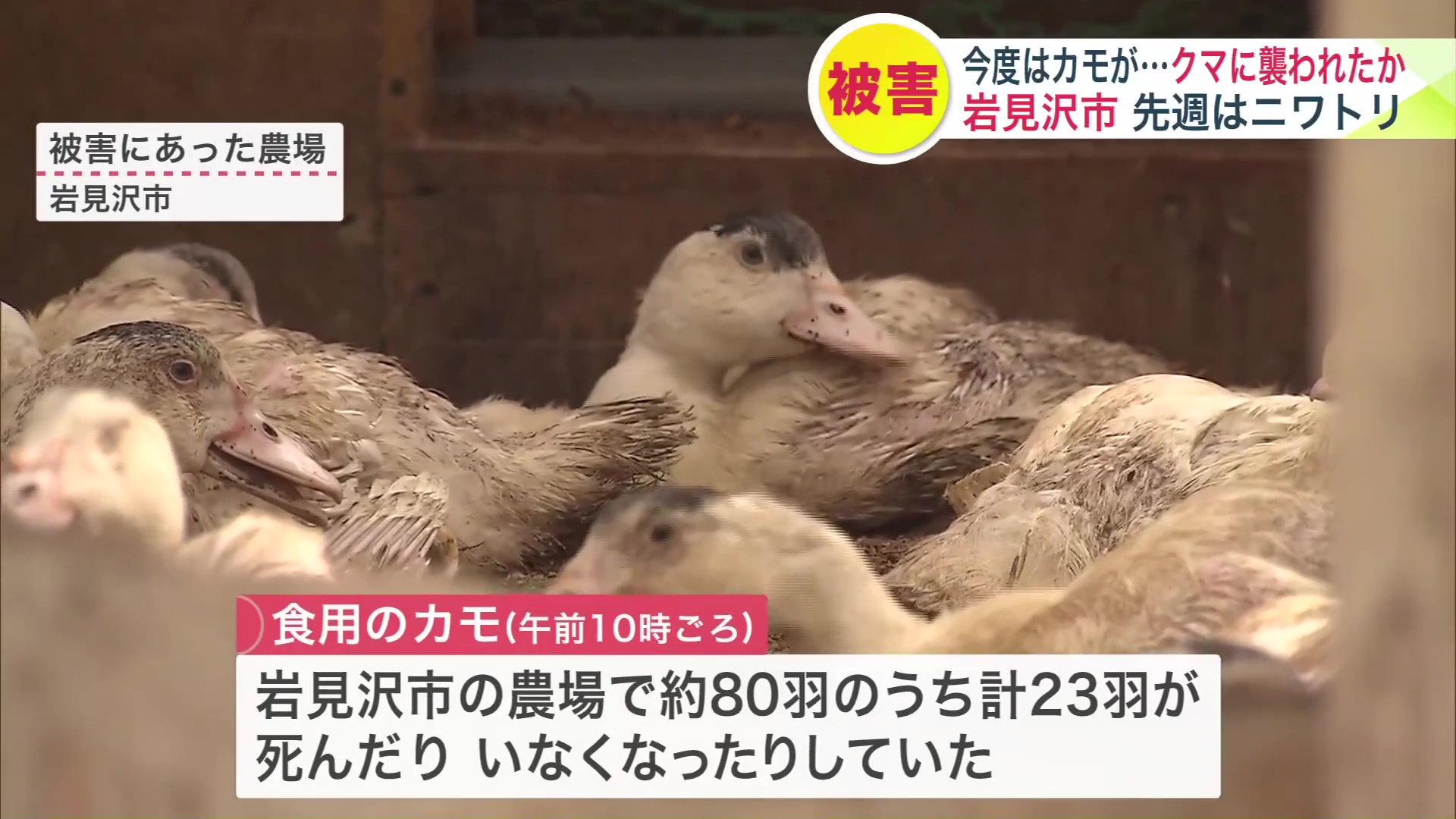 食用カモ23羽が被害 行方不明に