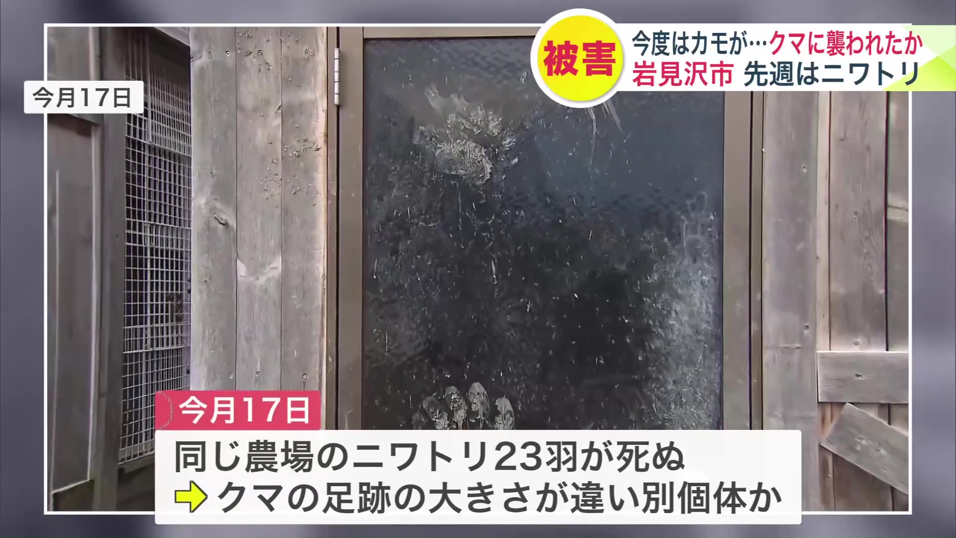 前週にはニワトリが被害に