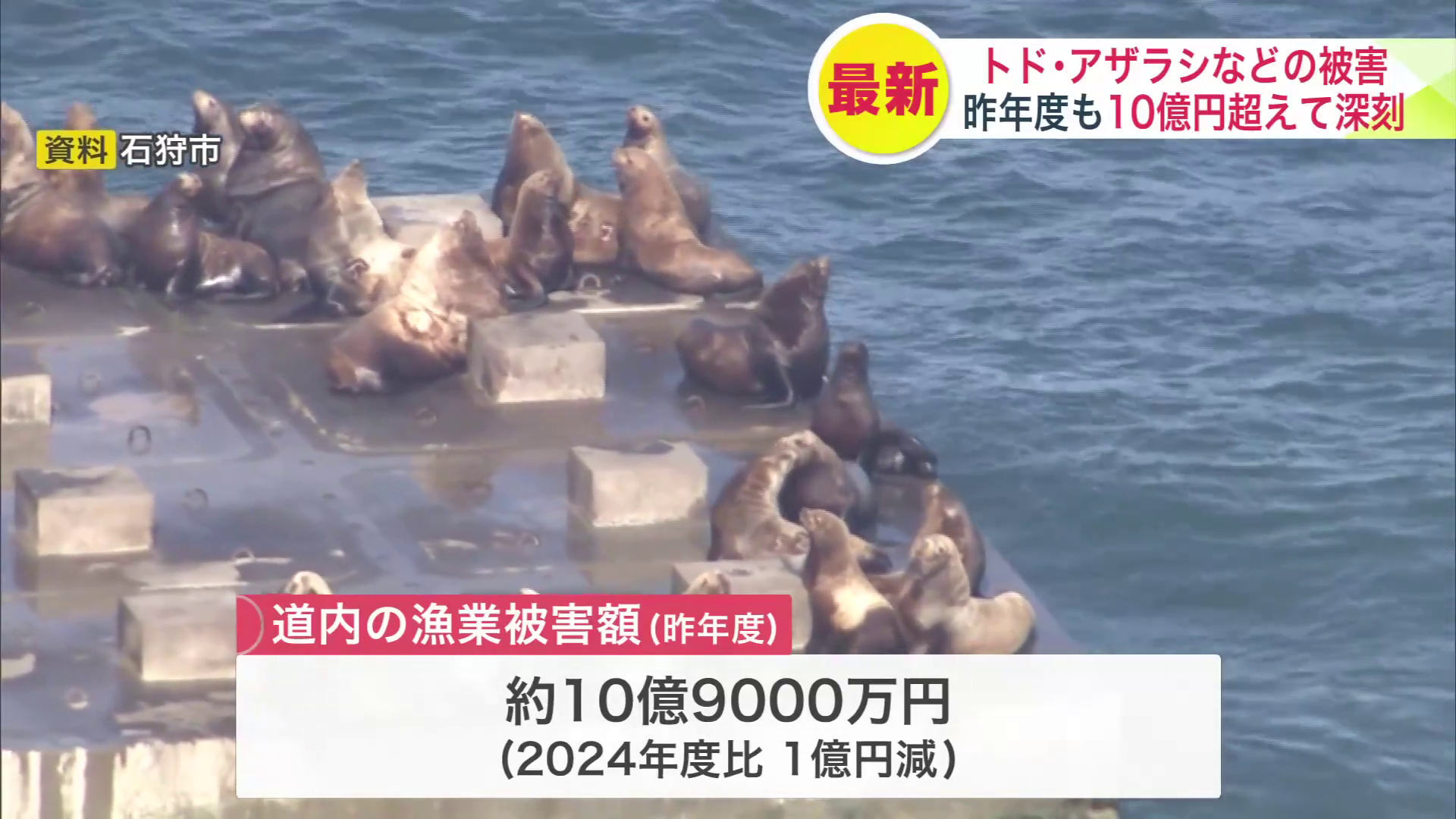 トド、オットセイ、アザラシによる北海道の2025年度の漁業被害額は約10億9000万円(資料:石狩市)