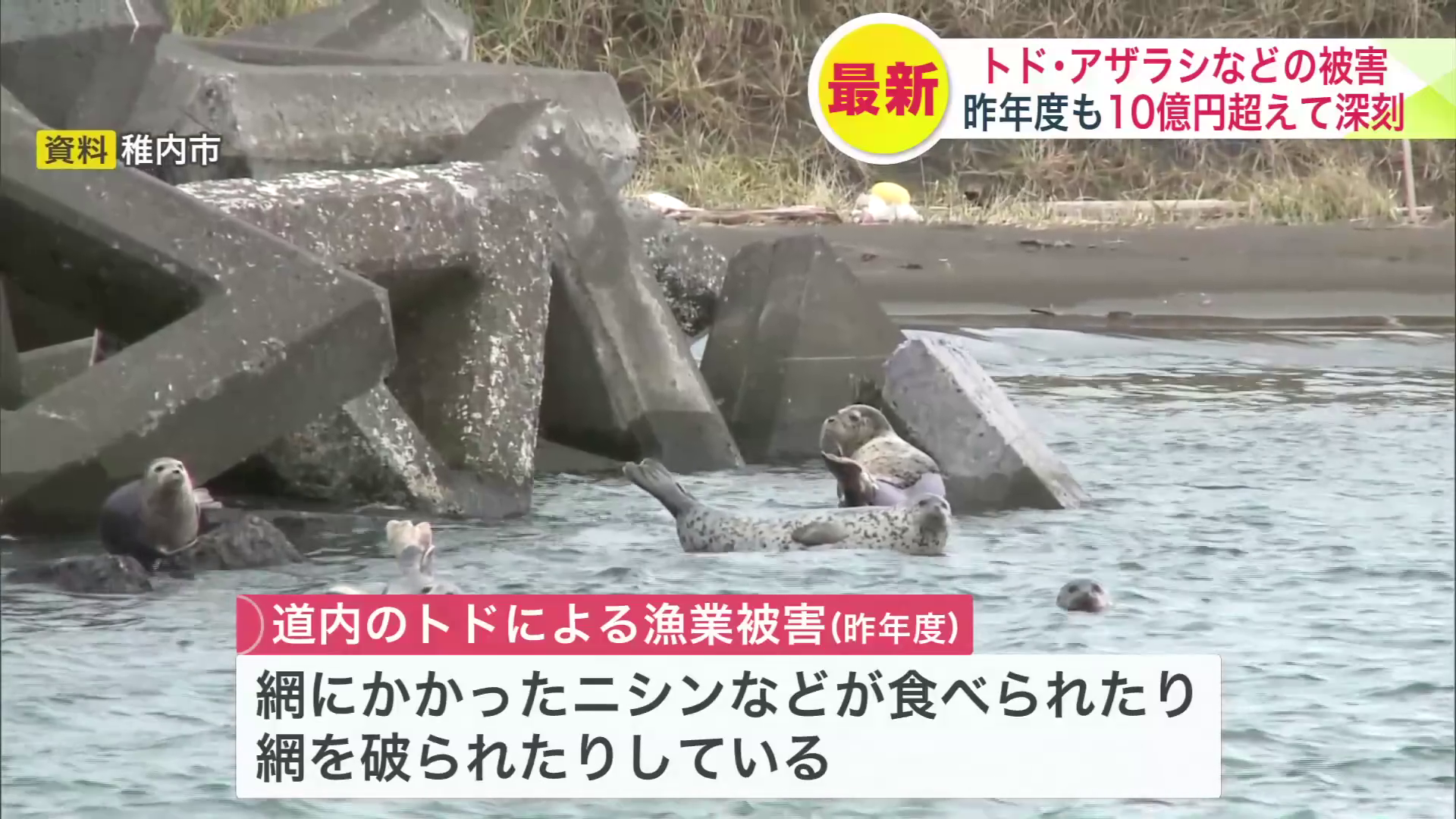 網にかかったニシンなどが食べられたり、網を破られたりしている（資料：稚内市）