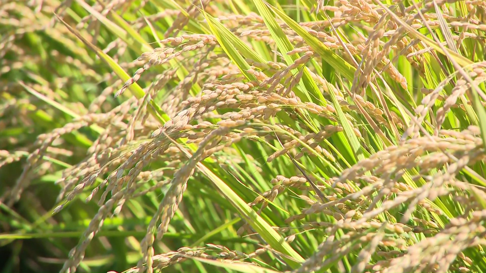 収穫された米は9月下旬ごろから店頭に並ぶ予定