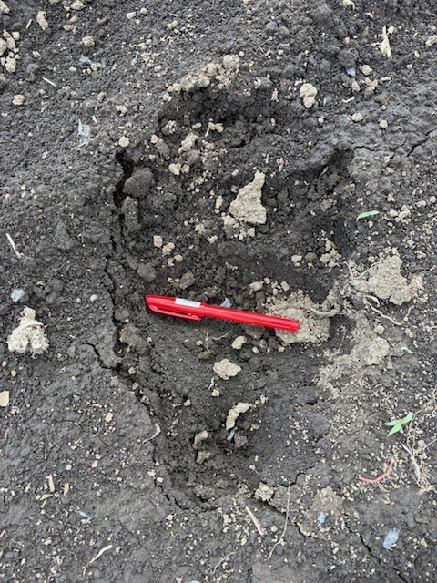 残されたクマの足跡(提供:函館市)