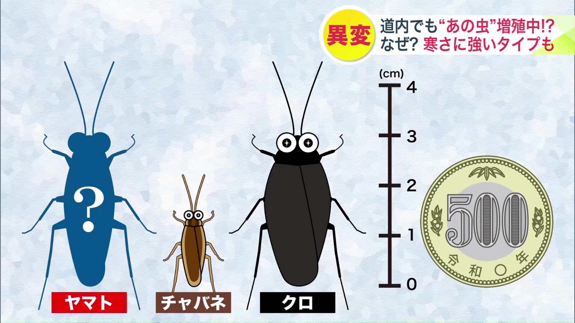 北海道に生息しているゴキブリは3種類
