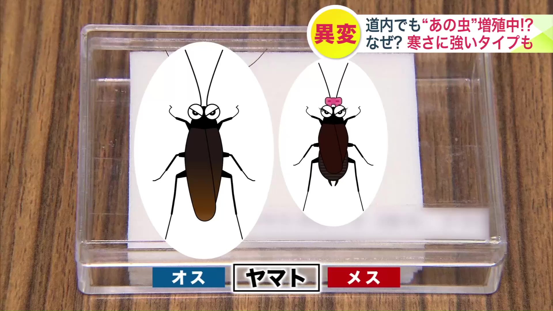 「ヤマト」とは?