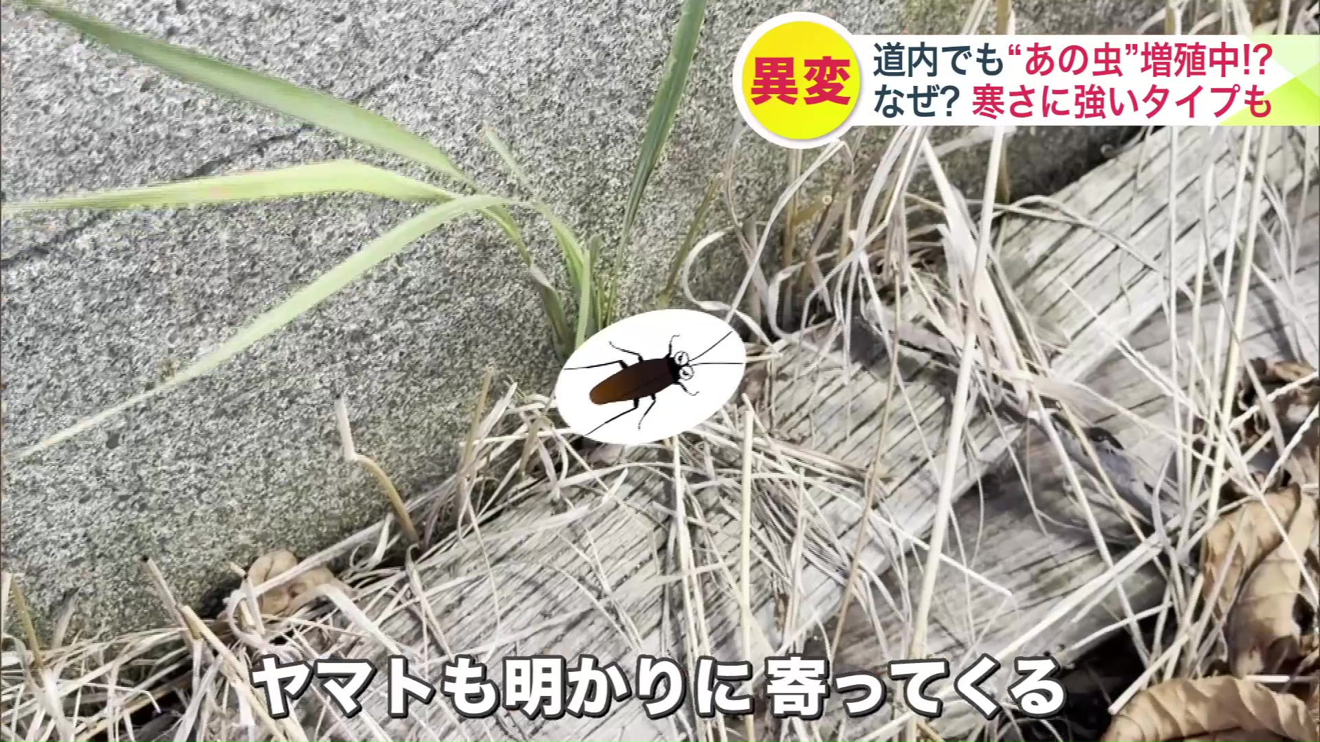 明かりに寄ってくる習性も