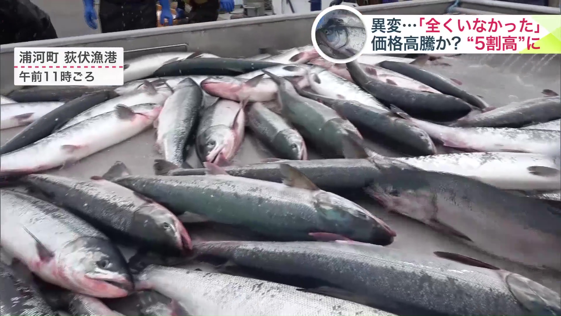 サケの水揚げがはじまったが…