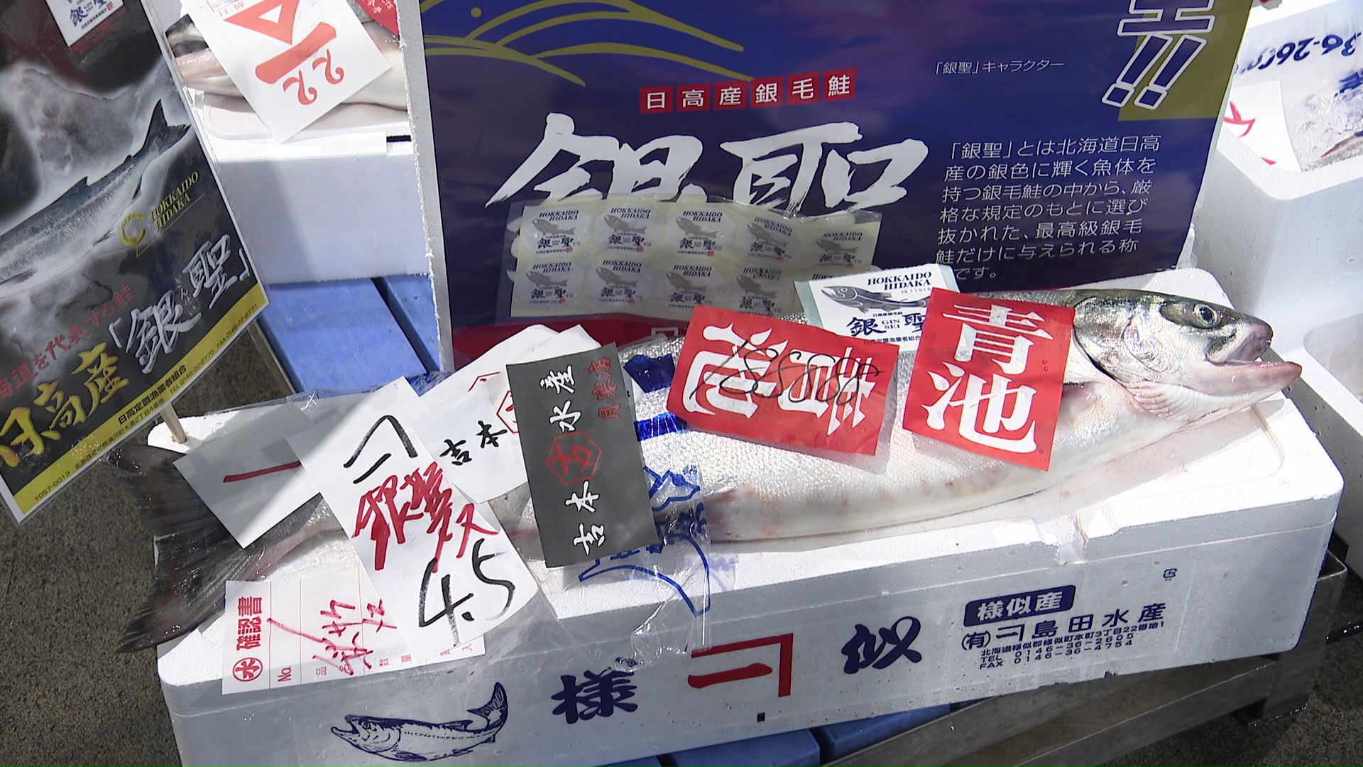 1匹あたり約85万円の日高産のメス「銀聖」