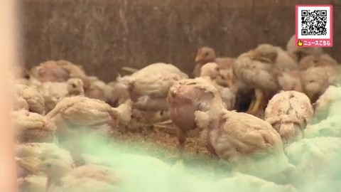 養鶏場では先月もニワトリやカモが襲われる被害があったばかり