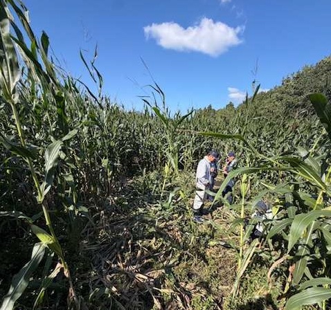 【ヒグマ速報】デントコーン1000本食い荒らされた！幅15センチの足跡にフン残す…畑の中にはクマが掘ったとみられる穴も_市は箱わな設置へ〈北海道函館市〉