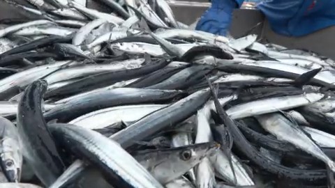 漁港に水揚げされたサンマ