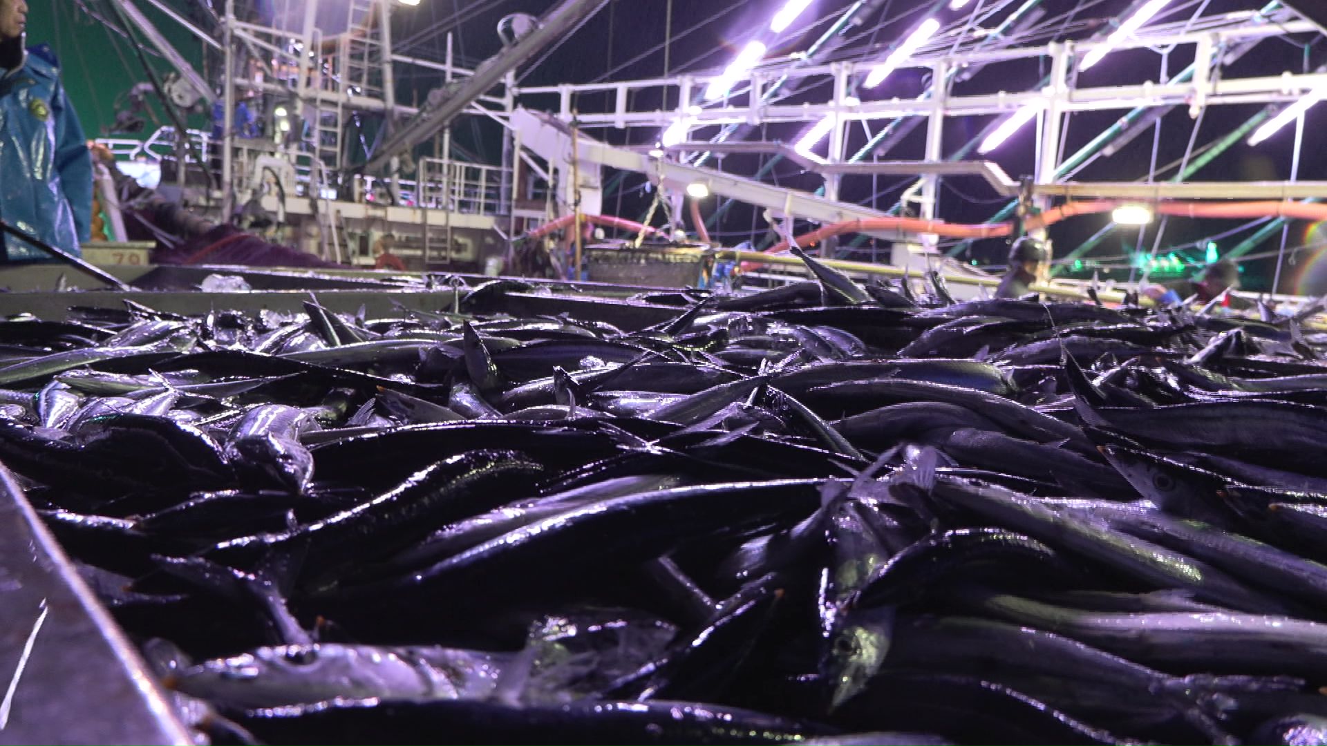 花咲港で水揚げされたサンマ 今シーズン初めて500トンを超える