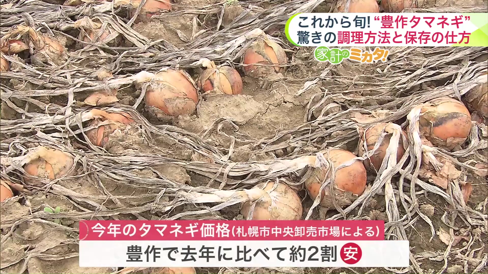 たまねぎ価格は2025年より約2割安くなる見込み