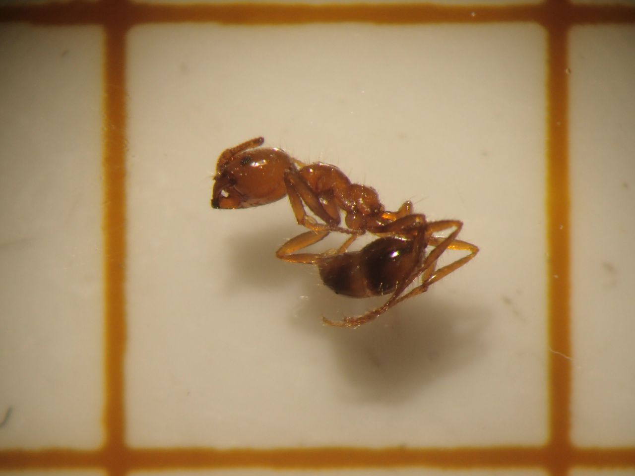 【速報】石狩湾新港で毒アリ「アカカミアリ」見つかる＿刺されると激しい痛みと水ぶくれ…環境省「似たようなアリを見つけたら連絡を」〈北海道〉