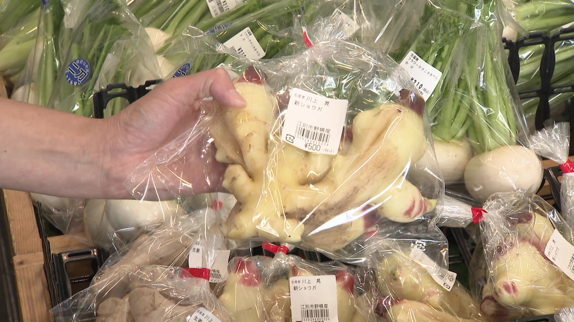 江別産の新ショウガ