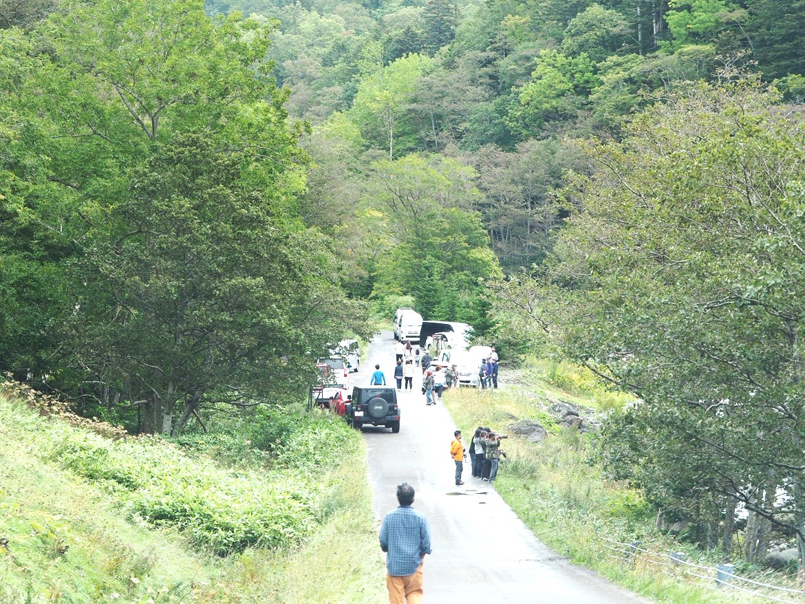 林道では見物渋滞がきることも（知床財団提供）