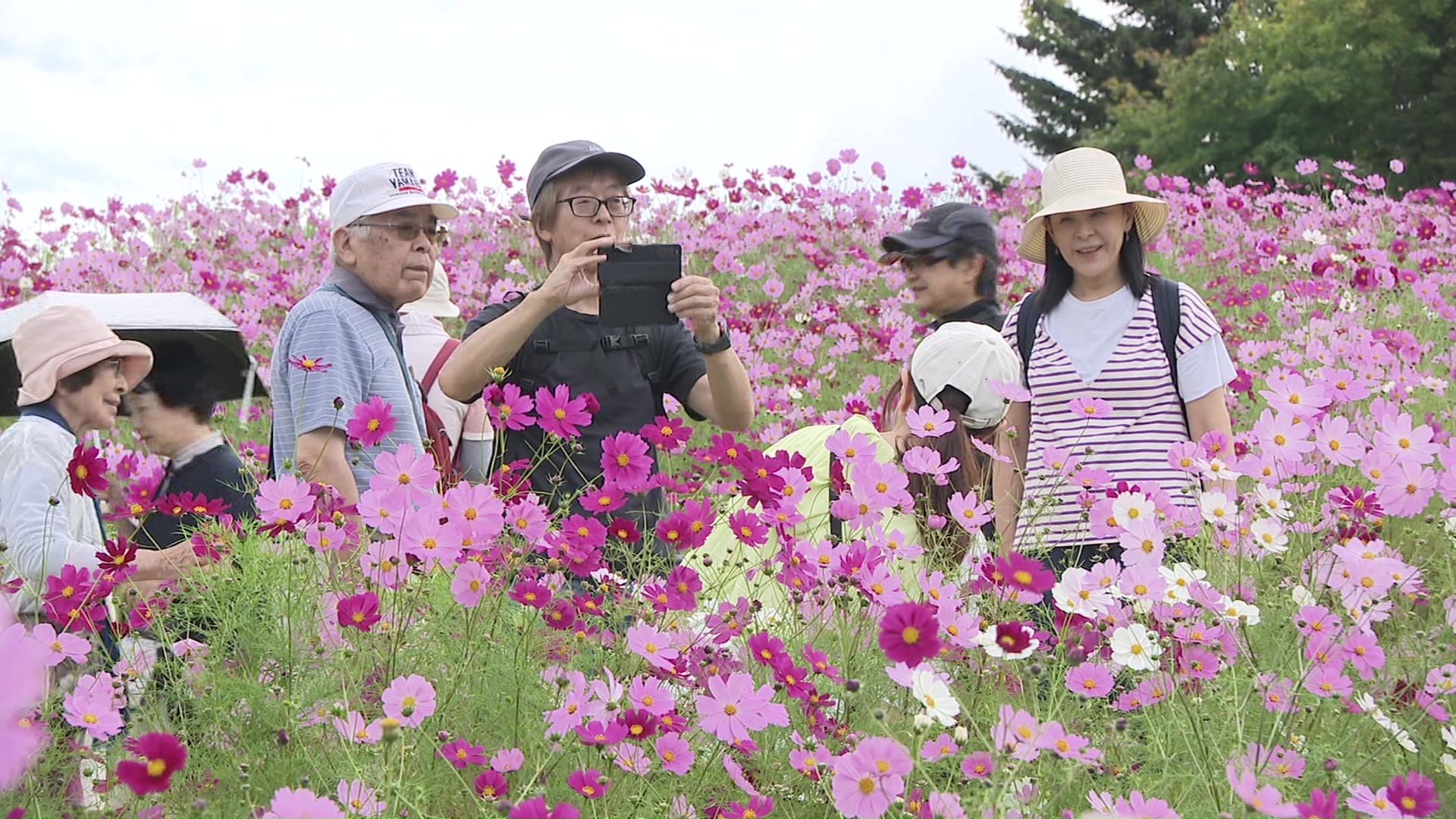 コスモスフェスタを楽しむ来園者
