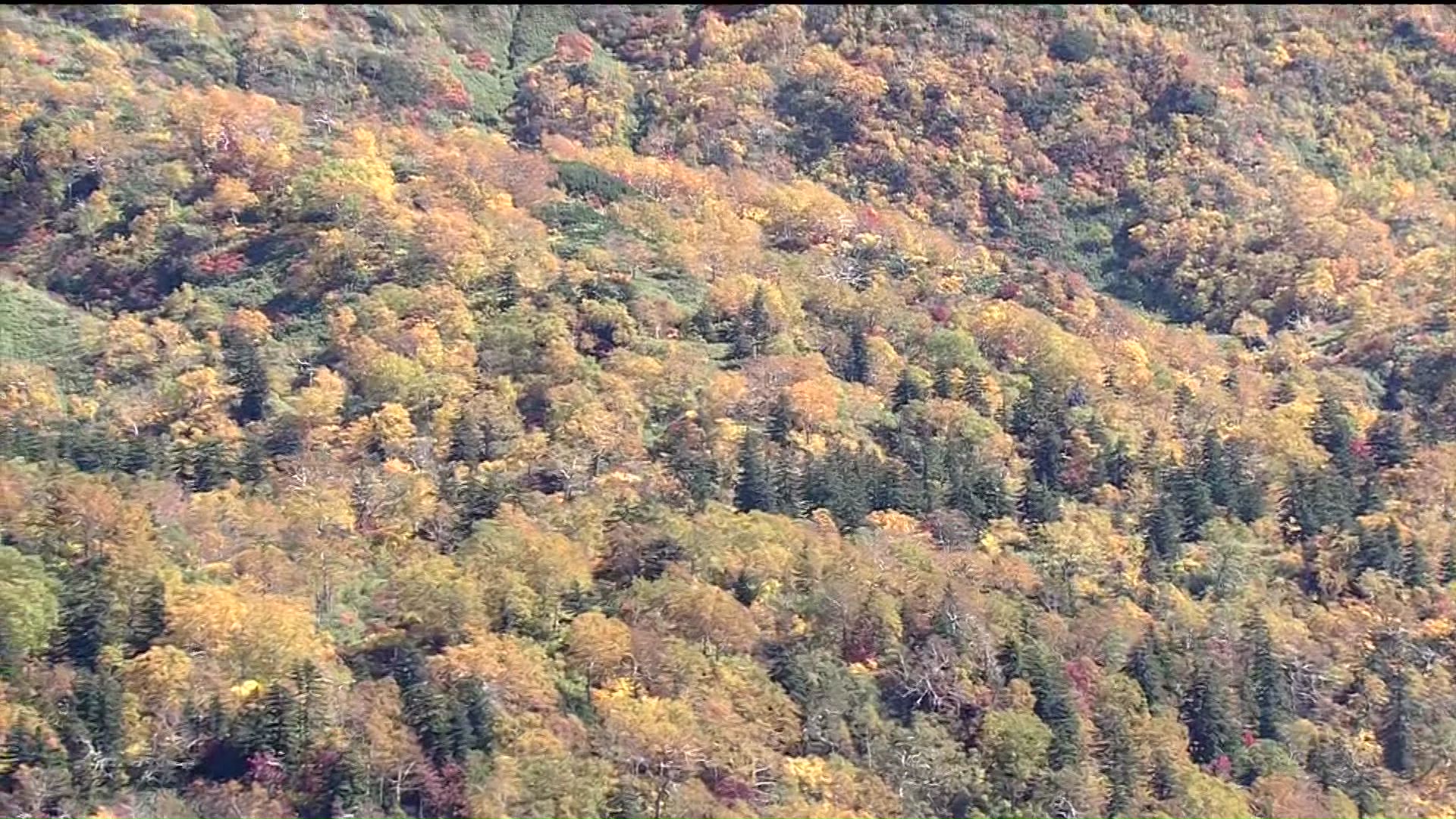 紅葉が見ごろを迎えた大雪山系の旭岳