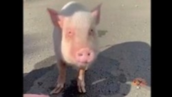人馴れした様子を見せていた