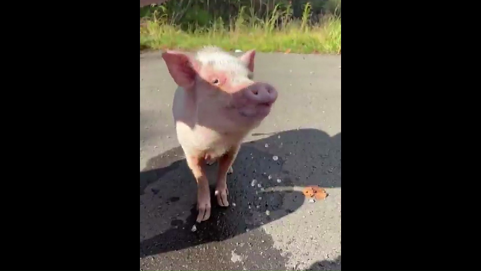 飼い主が見つかった「迷いブタ」
