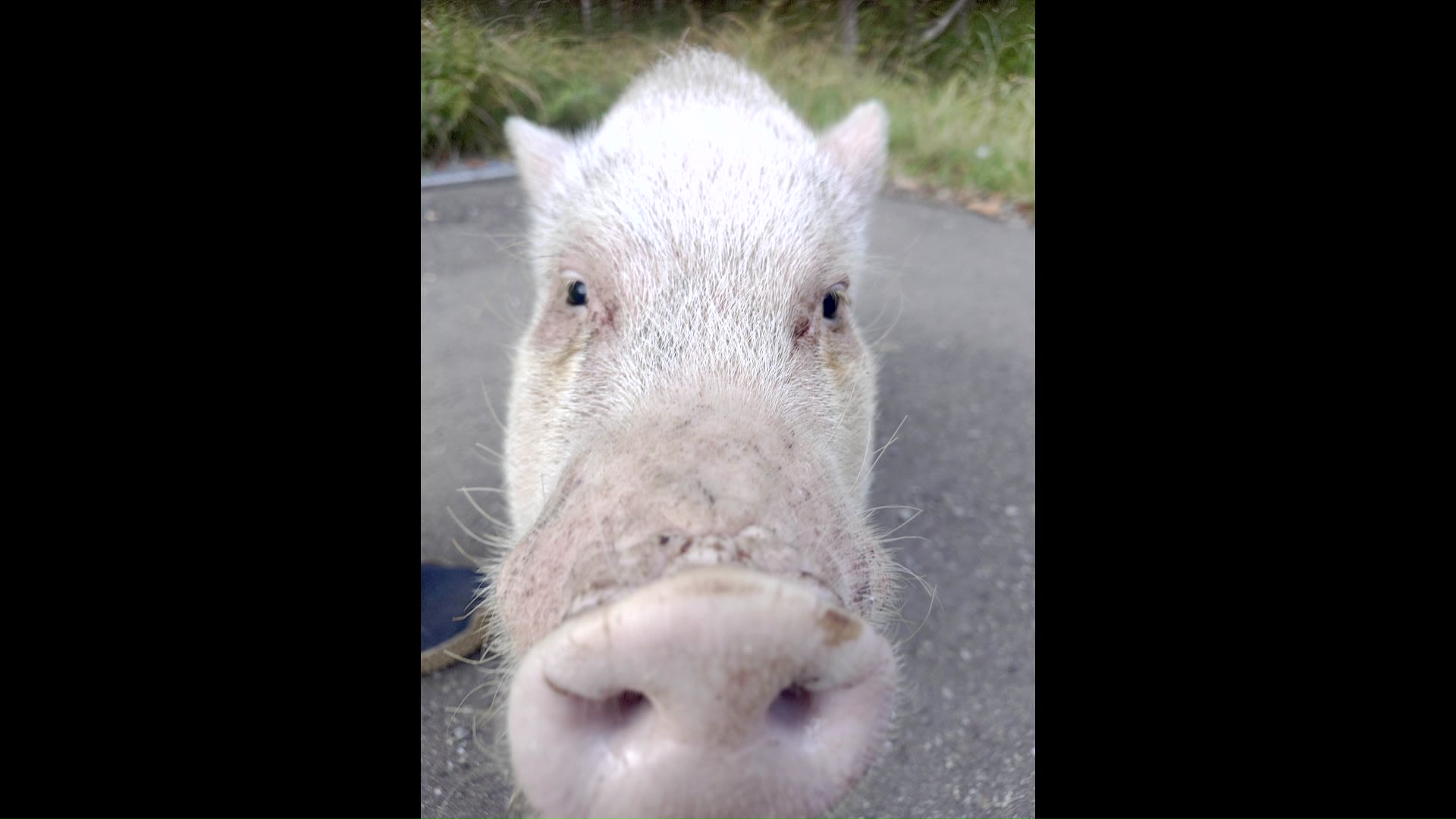 【何らかの理由で飼い主から離れたか】秋の定山渓で見つかった『迷いブタ』警察に保護→飼い主が判明し無事引き渡し〈北海道札幌市〉