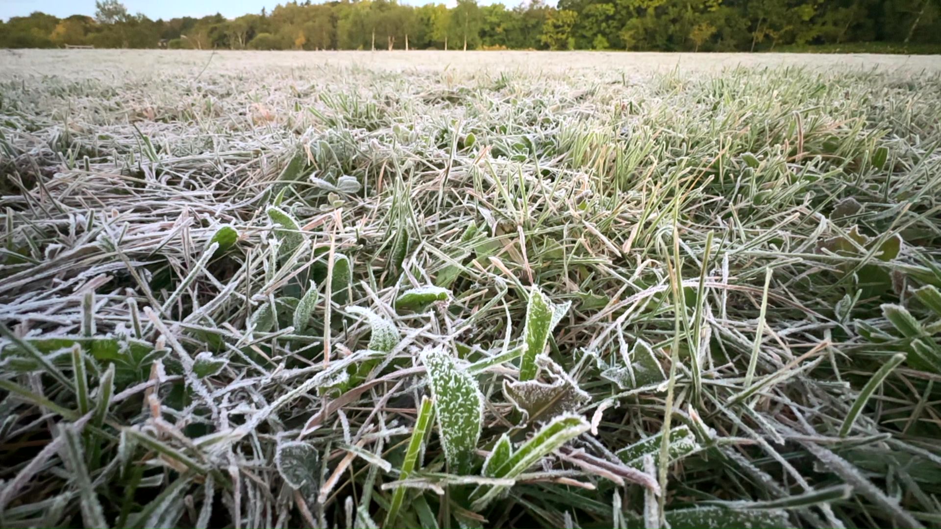 全国初の氷点下で草木に霜が