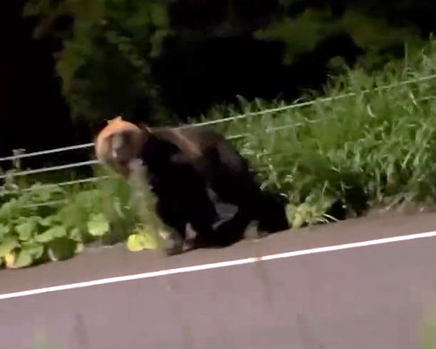 根室市の国道で目撃されたクマ(提供 トヨ兄ちゃねる さん)