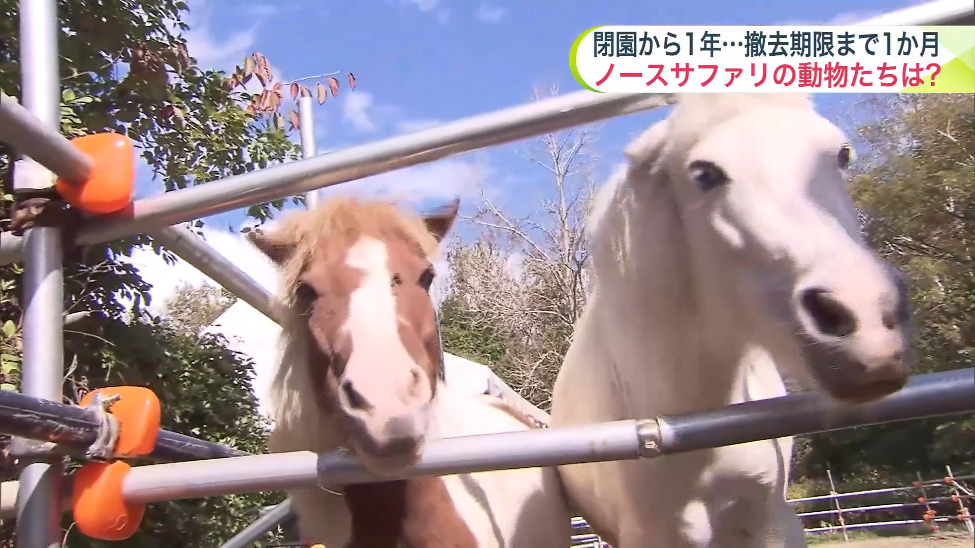 旧ノースサファリに今も残る動物達