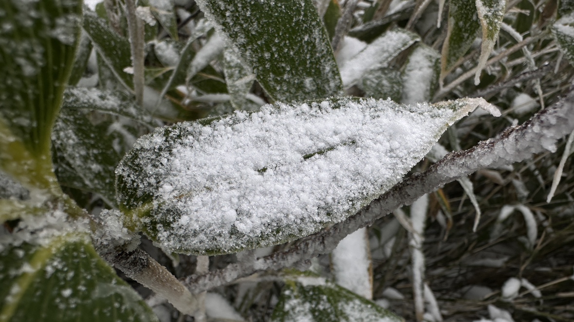 雪が積もった旭岳