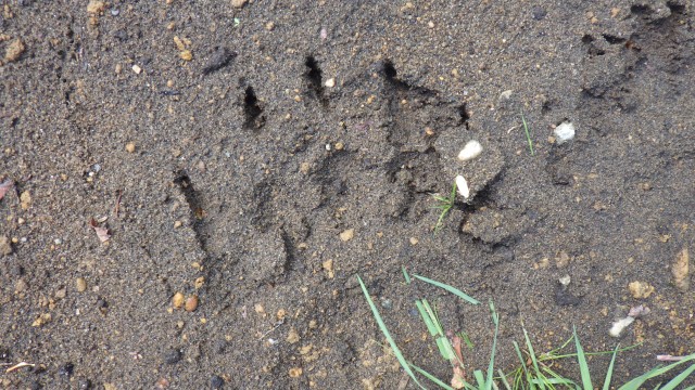 見つかったクマの足跡(提供:北海道警)