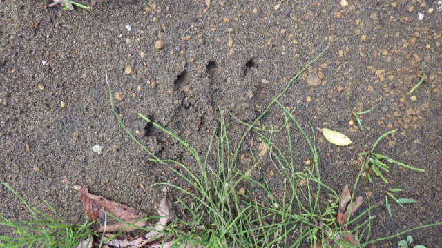見つかったクマの足跡(提供:北海道警)