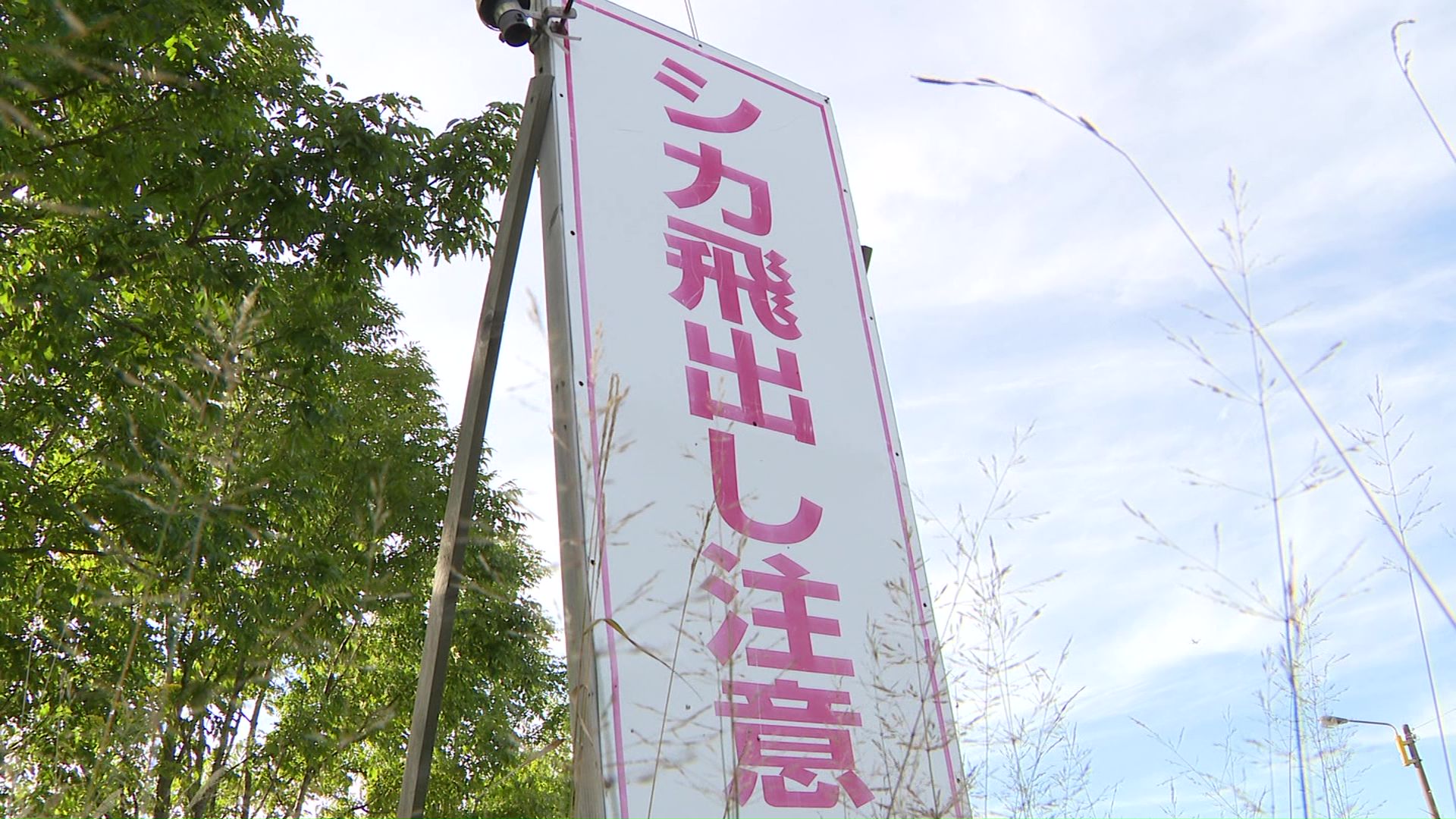 苫小牧ではシカと車の事故が多発
